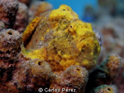 Yellow Frog Fish by Carlos Pérez 